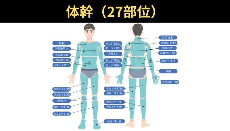 体幹（27部位）